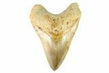 Serrated, Fossil Megalodon Tooth - Indonesia #279207-1